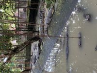 IMG_0951.jpeg