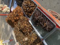 IMG_2717.jpeg