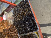 IMG_2719.jpeg