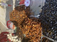 IMG_2720.jpeg