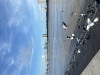 IMG_2733.jpeg