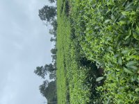 IMG_3321.jpeg