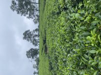 IMG_3320.jpeg