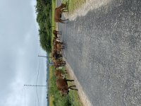 IMG_3351.jpeg