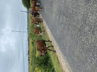 IMG_3352.jpeg
