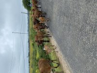 IMG_3353.jpeg