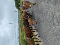 IMG_3354.jpeg