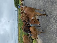 IMG_3355.jpeg