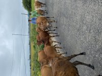 IMG_3357.jpeg