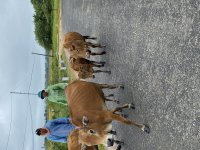 IMG_3358.jpeg
