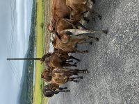 IMG_3359.jpeg