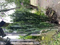 IMG_3337.jpeg