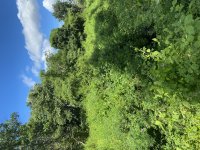 IMG_3503.jpeg