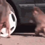 1731092850618.gif