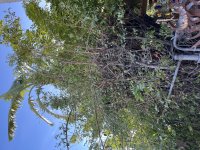 IMG_9836.jpeg
