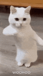 cool-fun.gif