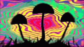 1733330203566.gif