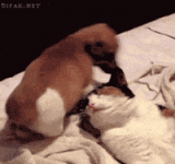 IMG_0347.gif
