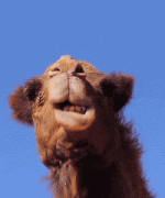 200w (1).gif