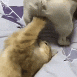 IMG_0681.gif