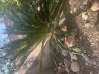 IMG_0772.jpeg
