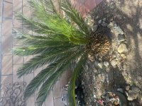 IMG_0774.jpeg