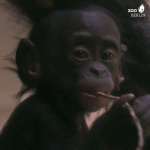 giphy (32).gif