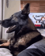 IMG_0884.gif
