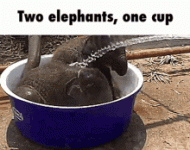 IMG_8263.gif