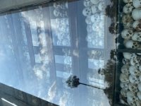 IMG_8383.jpeg