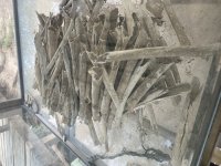 IMG_8373.jpeg