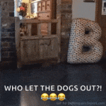 pugs-dinners-ready.gif
