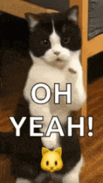cat-dance-dancing-cat.gif