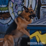barking-rex.gif