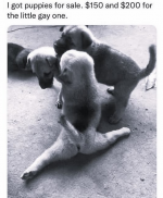 1743522306185.png