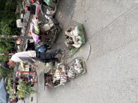 IMG_3217.jpeg