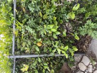 IMG_1644.jpeg