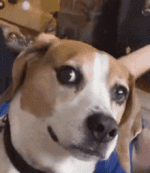 IMG_1759.gif