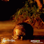 1745206982245.gif