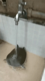 1745604679016.gif