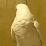 IMG_2094.gif