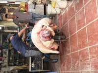 IMG_6275.jpeg