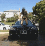 IMG_2366.gif