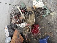 IMG_7085.jpeg