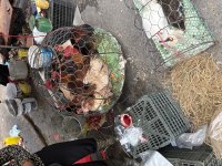 IMG_7083.jpeg