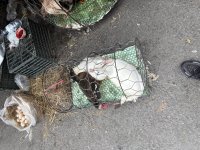 IMG_7086.jpeg