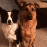 IMG_2437.gif