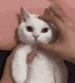 IMG_2458.gif
