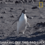 shaking-my-head-continent7.gif