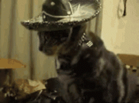 IMG_2821.gif